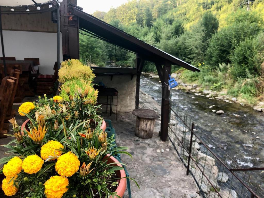 Villa Podul De Brazi - Fir Bridge Cîrţişoara Exterior foto